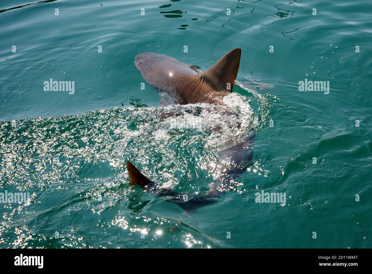 Maui, Hawaii. Squalo di sabbia, 'Carcharhinus plumbeus' che nuota nell'oceano pacifico vicino alla città di Lahaina. Foto Stock