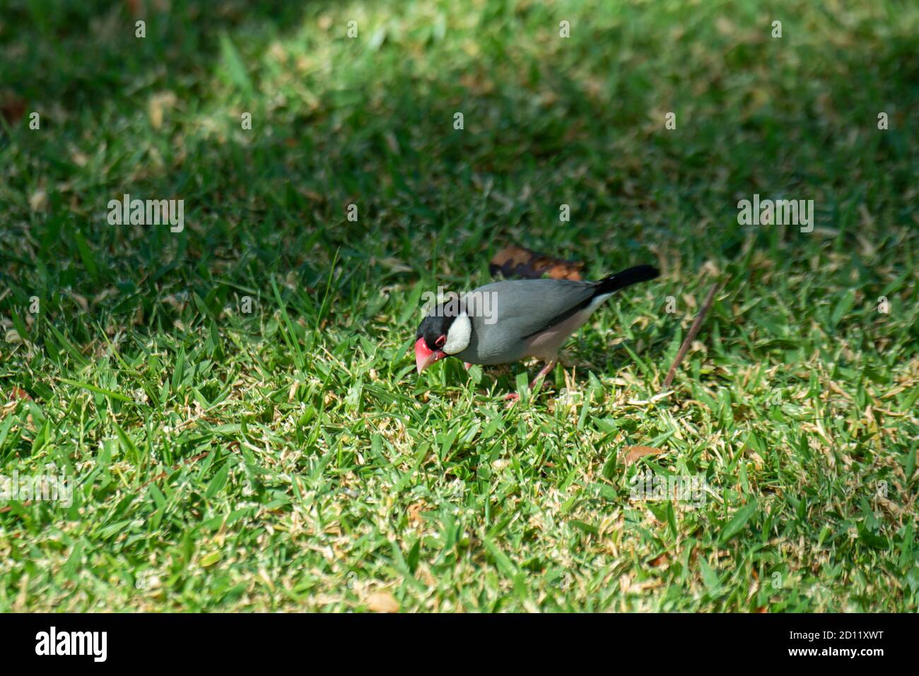 Maui, Hawaii. Il passerotto di Java adulto è un piccolo uccello passerino anche denominato passerino di riso di Java o uccello di riso di Java. Foto Stock