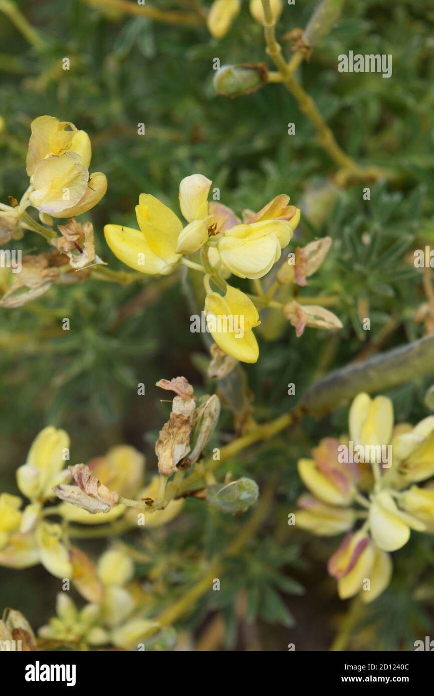 Lupino dell'albero (lupin arboreus) fiori. Foto Stock