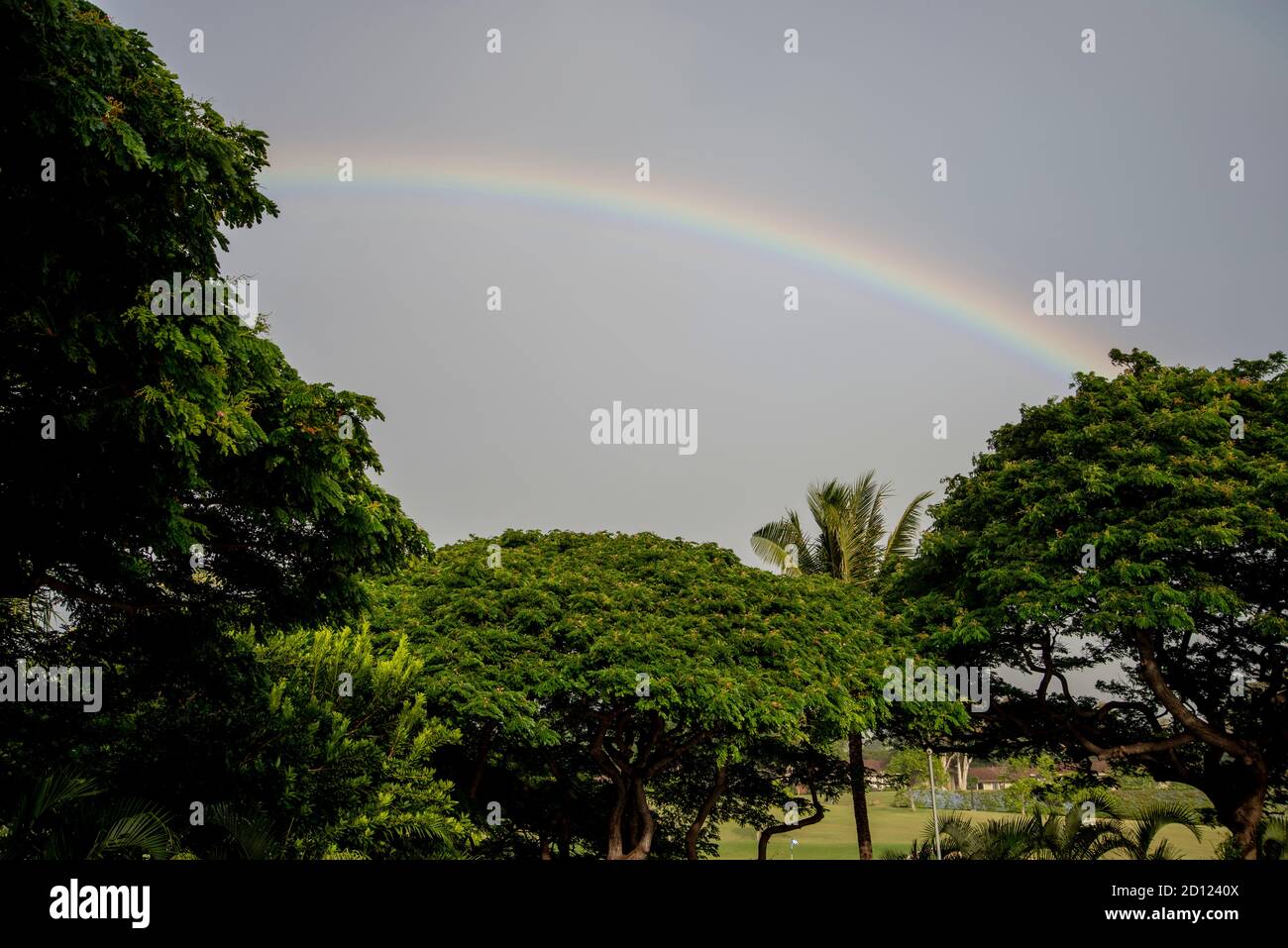 Maui, Hawaii. Un bellissimo arcobaleno sopra gli alberi delle Hawaii. Foto Stock