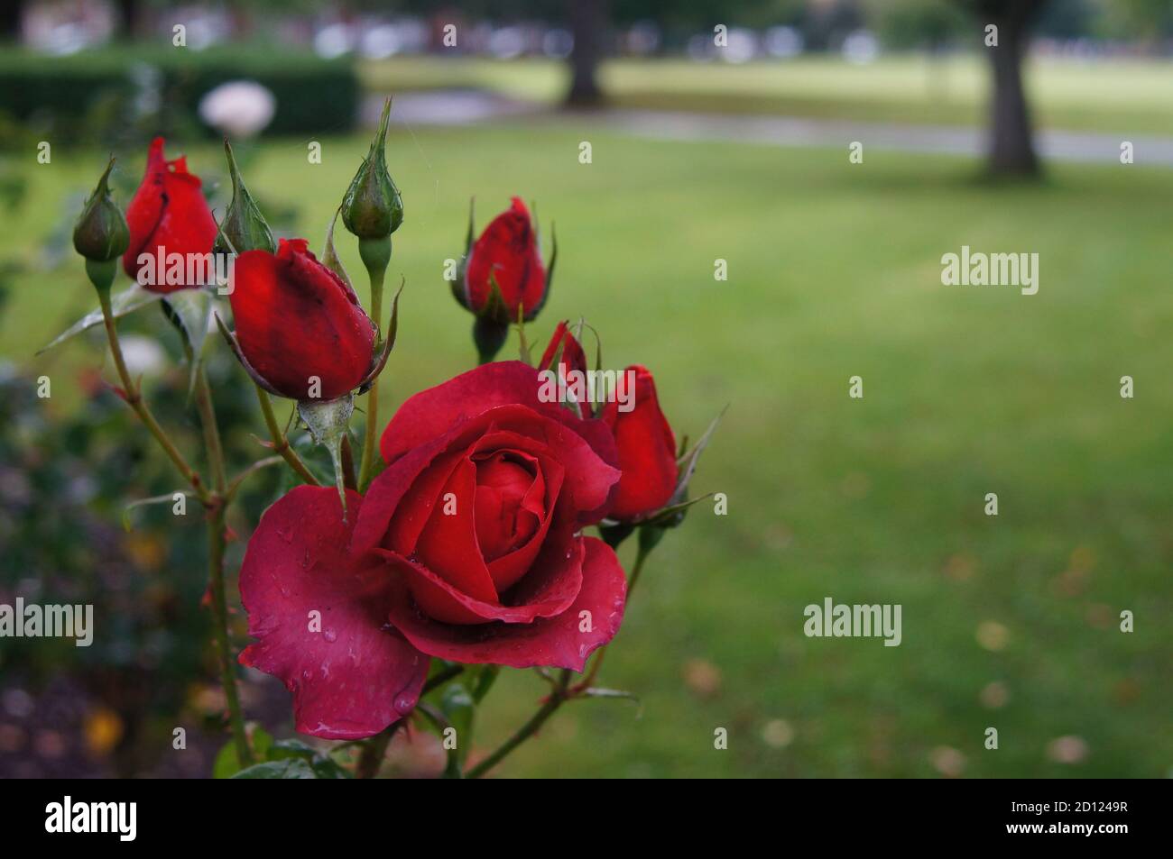 Primo piano di rosa rossa e gemme dopo la pioggia in il parco Foto Stock