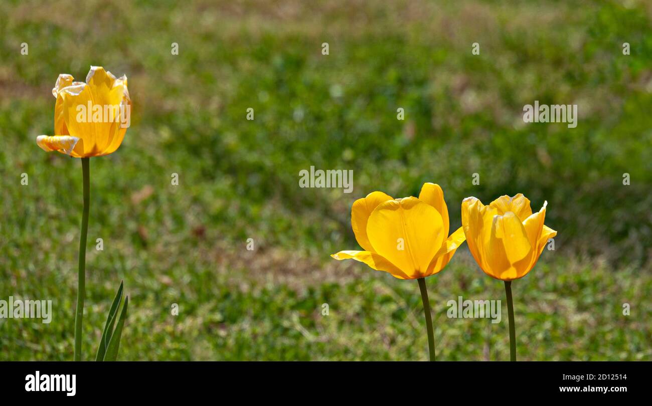Tulipani gialli Foto Stock
