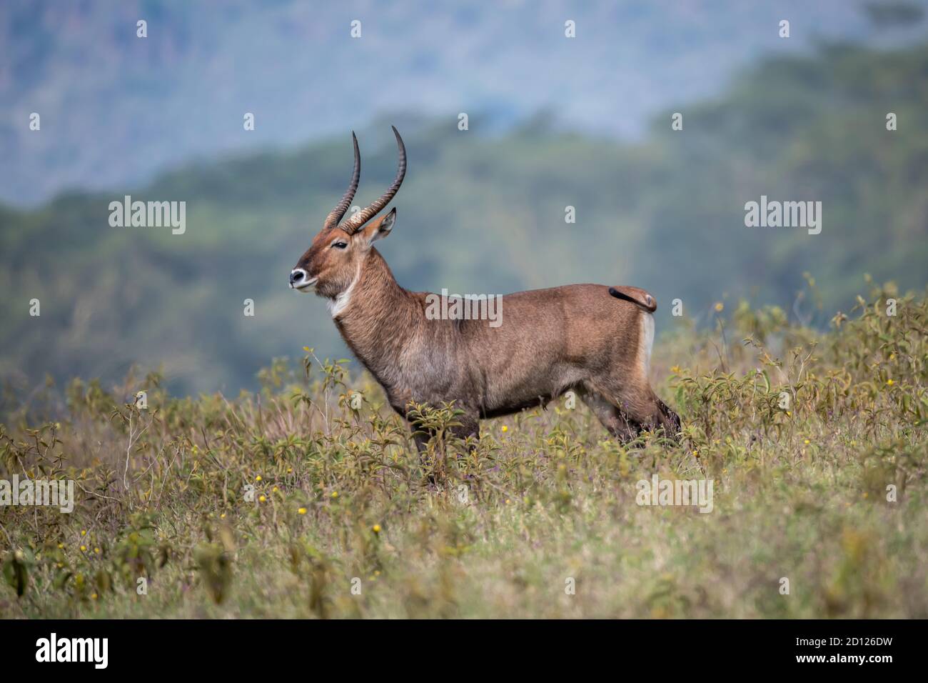 Acquabulone comune (Kobus ellissiprymnus) in Kenya, Africa Foto Stock