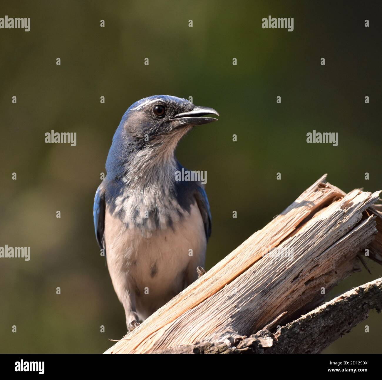 Un fieno di scrub californiano (Aphelocoma californica) su un ramo di albero soleggiato Foto Stock