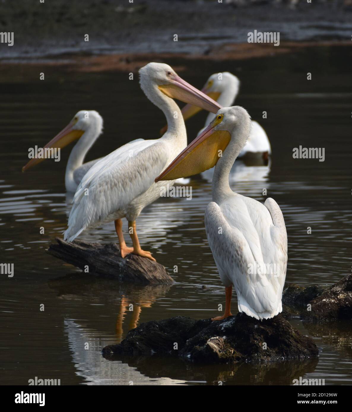 Un gruppo di quattro pellicani bianchi americani (Pelecanus erythrorhynchos), su Watsonville Slough in California Foto Stock