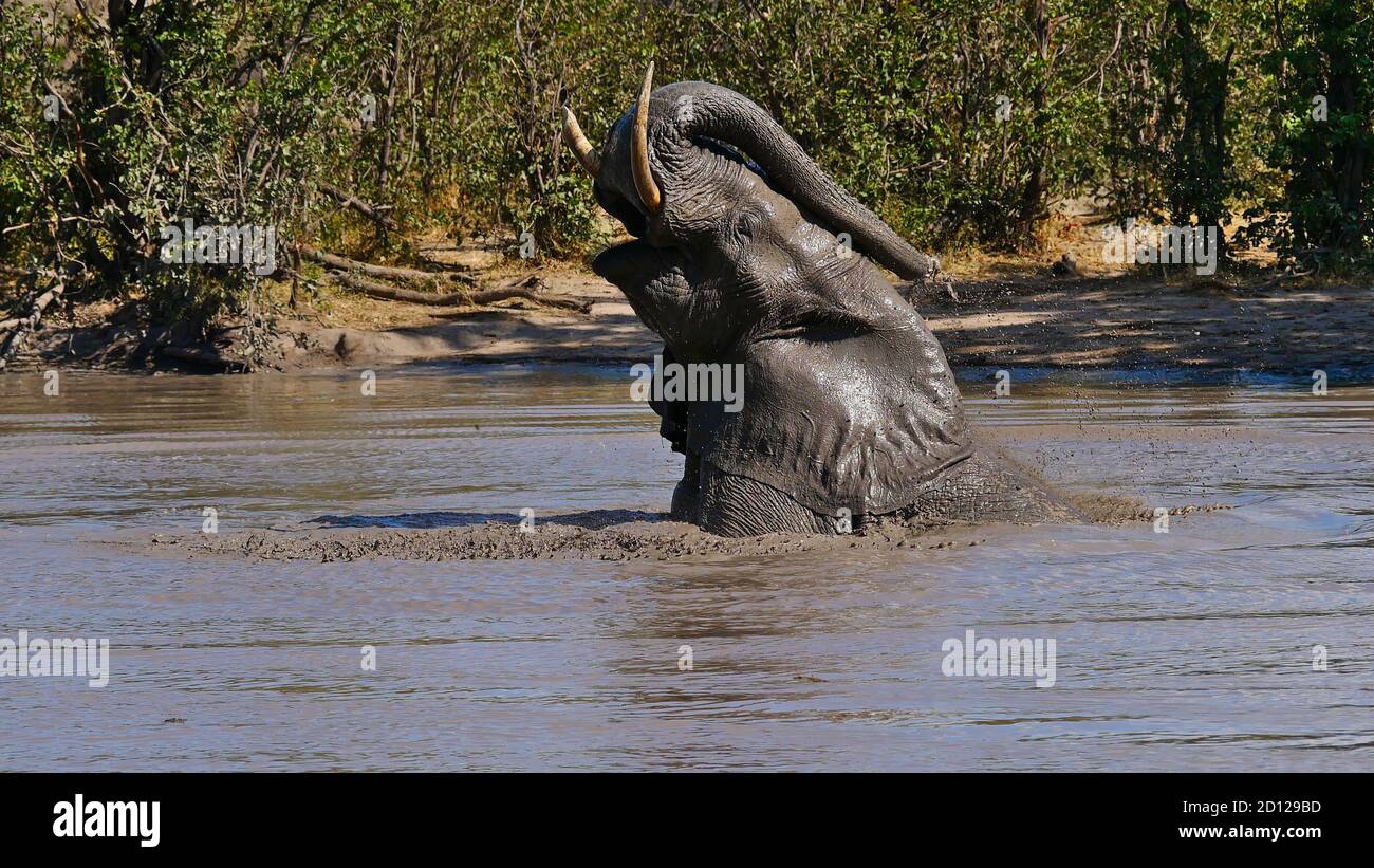 Elefante africano singolo (loxodonta) godendo di un bagno di fango in una buca d'acqua e spruzzando fango con il suo tronco nella Riserva di gioco di Moremi vicino Maun. Foto Stock