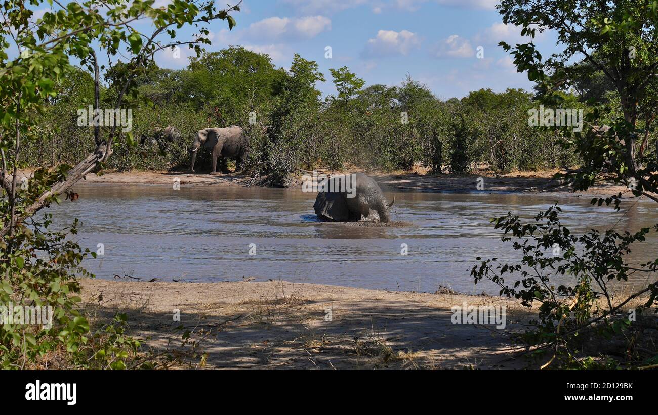 Elefante africano (loxodonta) godendo di un bagno di fango in una buca d'acqua nella Riserva del gioco di Moremi vicino a Maun, Delta di Okavango, Botswana, Africa. Foto Stock