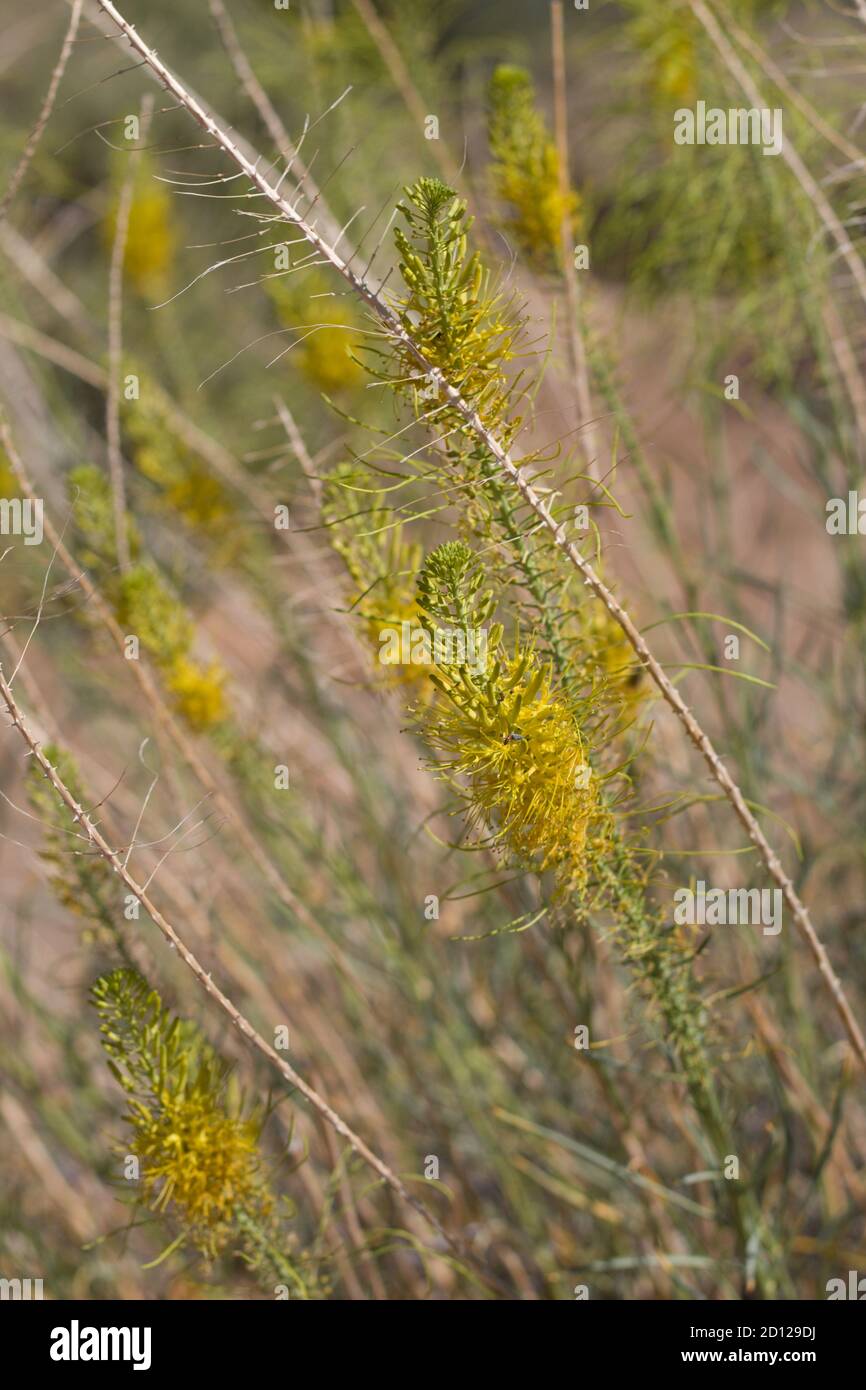 Inflorescenze giallo raceme, Princes Plume, Stanleya Pinnata, Brassicaceae, subarbusto nativo, Joshua Tree National Park, South Mojave Desert, Estate. Foto Stock