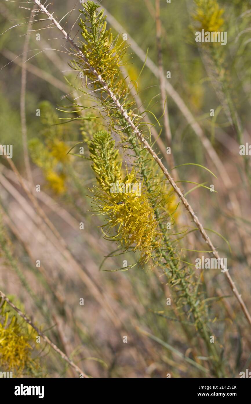 Inflorescenze giallo raceme, Princes Plume, Stanleya Pinnata, Brassicaceae, subarbusto nativo, Joshua Tree National Park, South Mojave Desert, Estate. Foto Stock