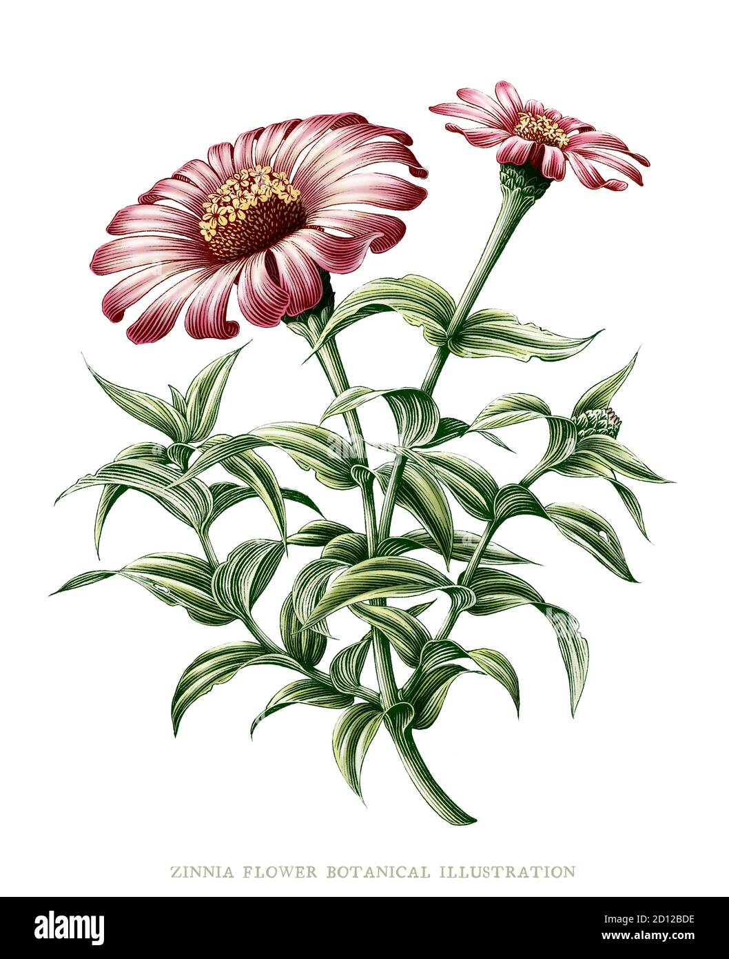 Zinnia fiore botanico vintage illustrazione clip art isolato su bianco sfondo Foto Stock