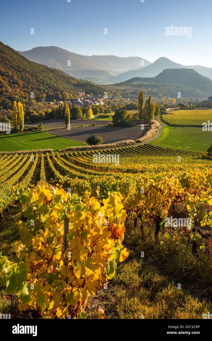 Vigneti, cantina e vitigni nelle Hautes-Alpes con il villaggio di Valserres in autunno. Avance Valley, Alpi europee, Francia Foto Stock
