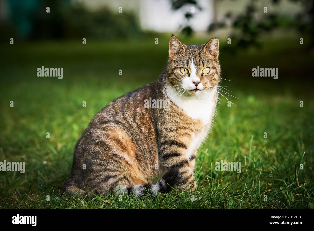 Un bel gatto tabby domestico con gli occhi gialli luminosi si siede nell'erba verde e guarda alla fotocamera Foto Stock