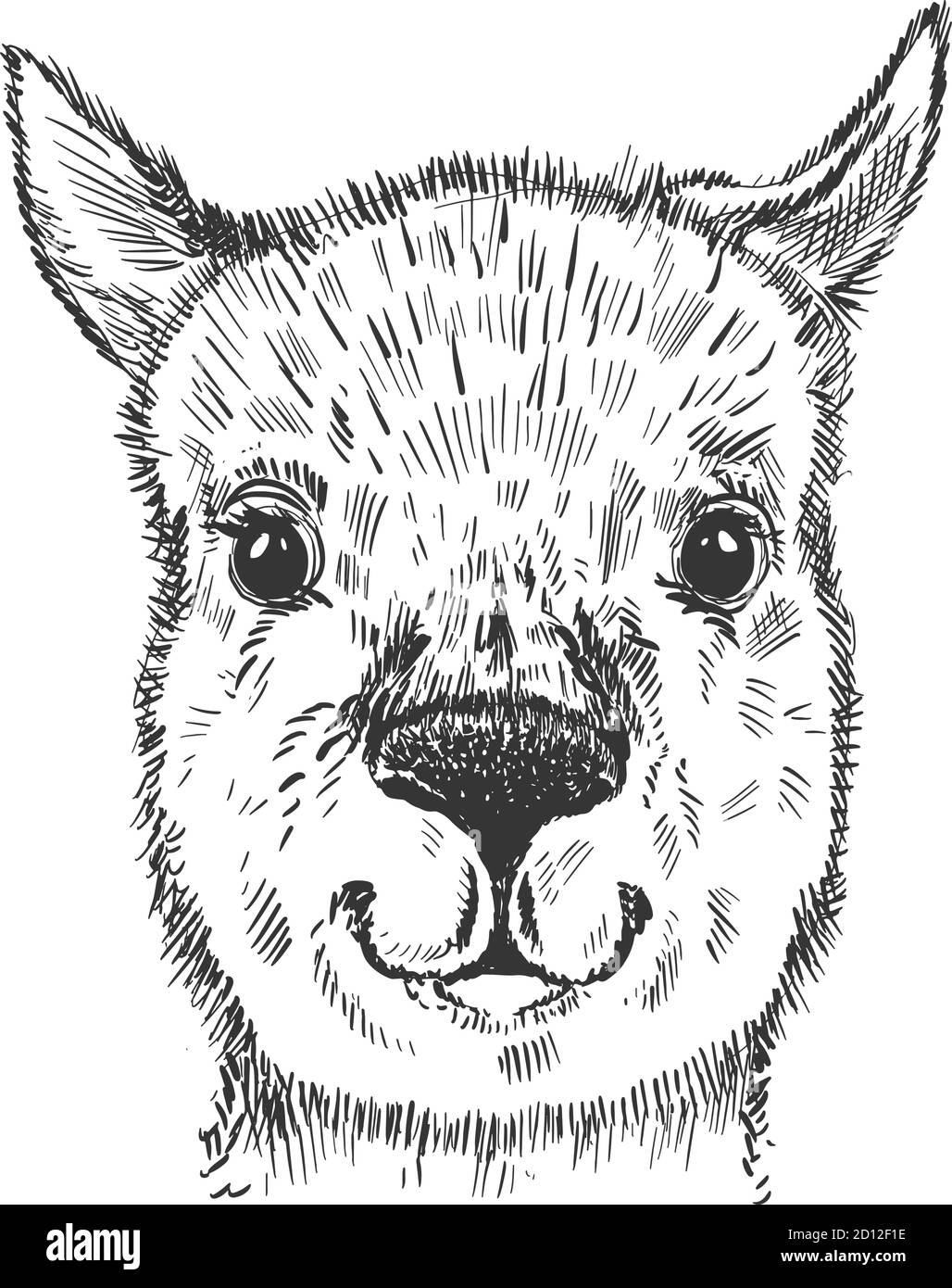 Grafica dello schizzo di lama della testa animale. Colore monocromatico carino, isolato su sfondo bianco. Illustrazione Vettoriale