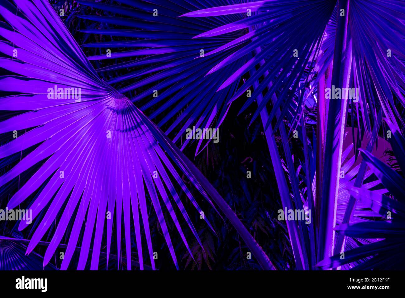 Foglie di palma tropicali, colore viola scuro. Motivo floreale sfondo, foto reale. Foto Stock