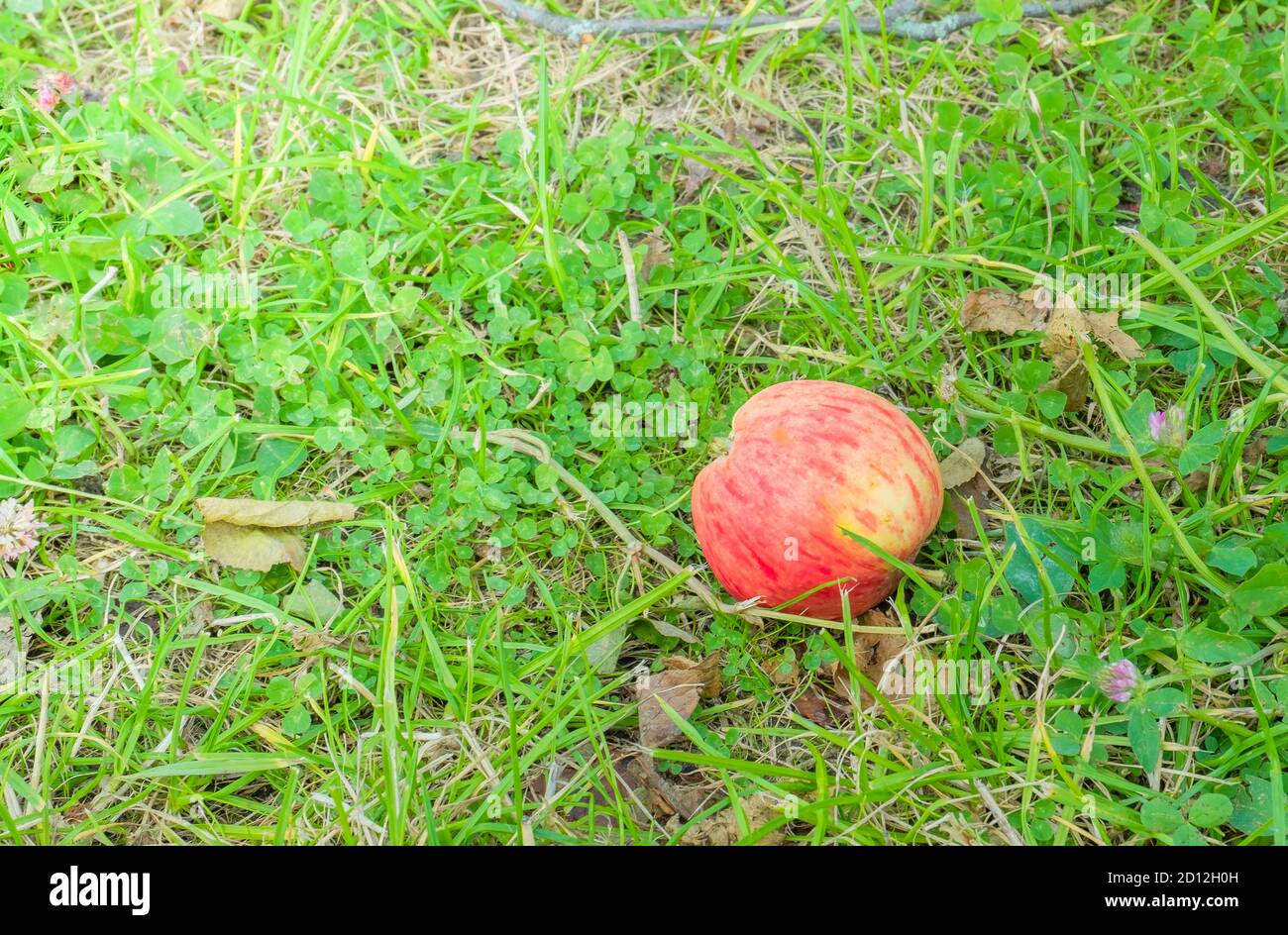 Una mela matura rossa cadde dall'albero di mele e giace sull'erba verde con trifoglio. Orientamento orizzontale, fuoco selettivo. Foto Stock
