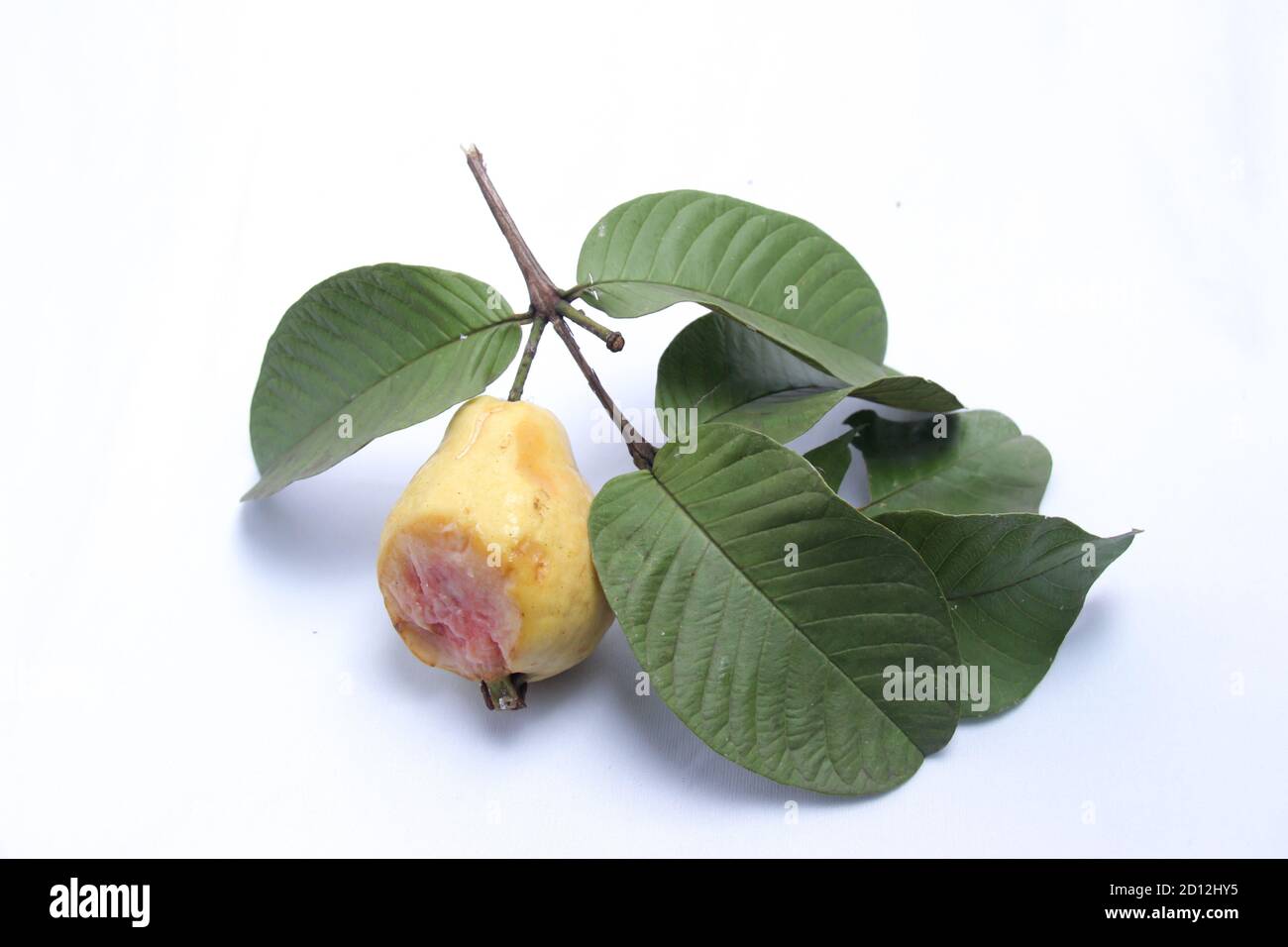 guava rossa fresca con marcature di morso di pipistrelli. il concetto di un frutto malsano con uno sfondo bianco isolato Foto Stock