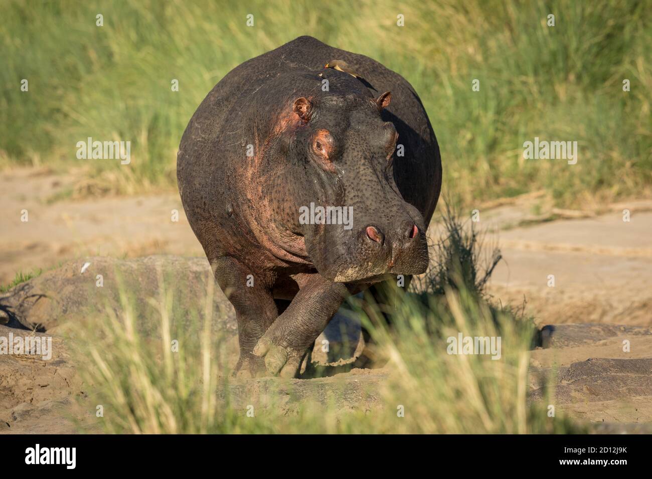Ritratto orizzontale di un ippopotamo adulto fuori dall'acqua che cammina Verso la macchina fotografica in Masai Mara in Kenya Foto Stock