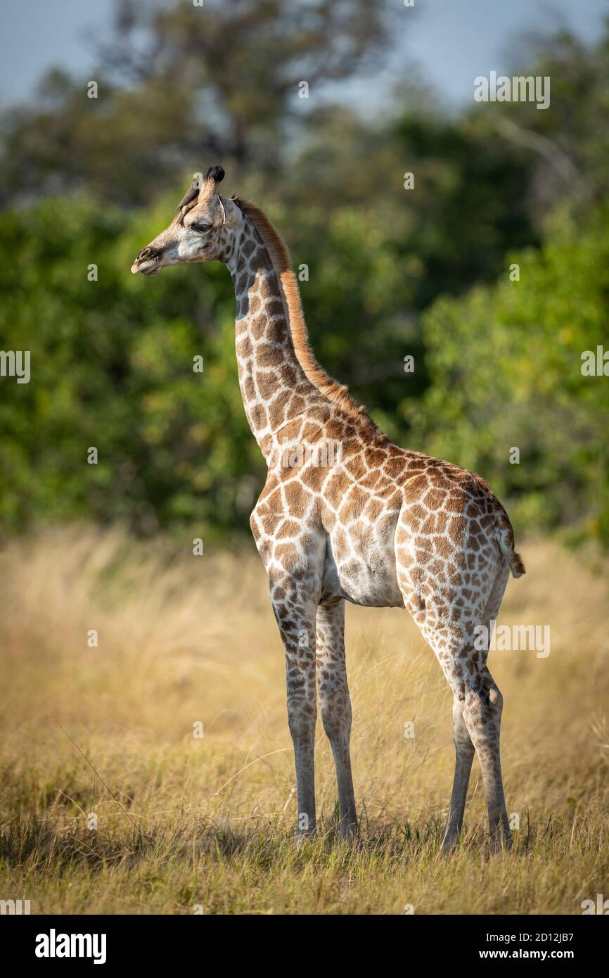 Ritratto verticale di una giraffa bambino in piedi in allerta in oro Luce mattutina sul Delta di Moremi Okavango in Botswana Foto Stock