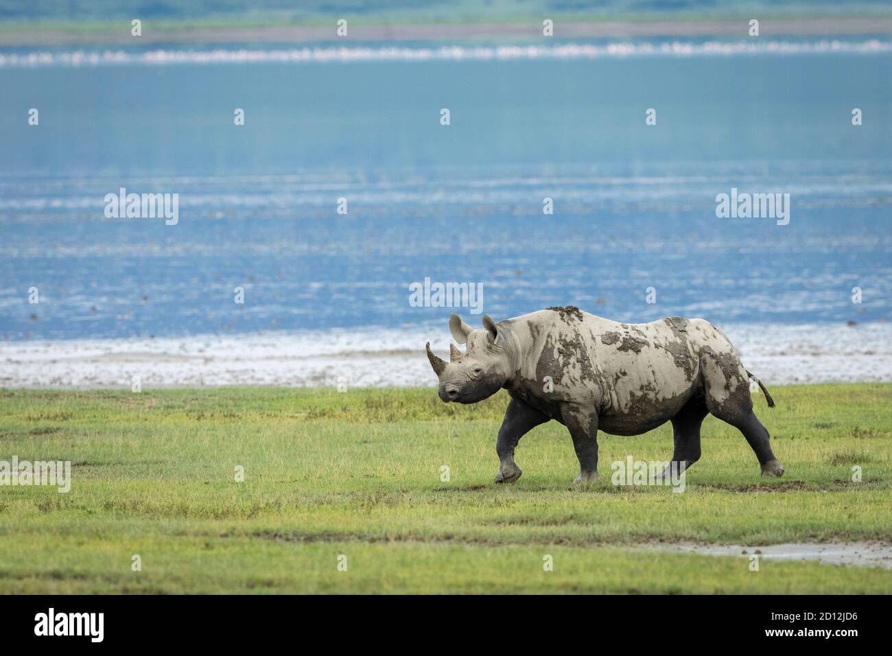 Rinoceronte nero che cammina su erba verde vicino all'acqua a Ngorongoro Cratere in Tanzania Foto Stock Rinoceronte nero che cammina su erba verde vicino all'acqua a Ngorongoro Cratere in Tanzania Foto Stock