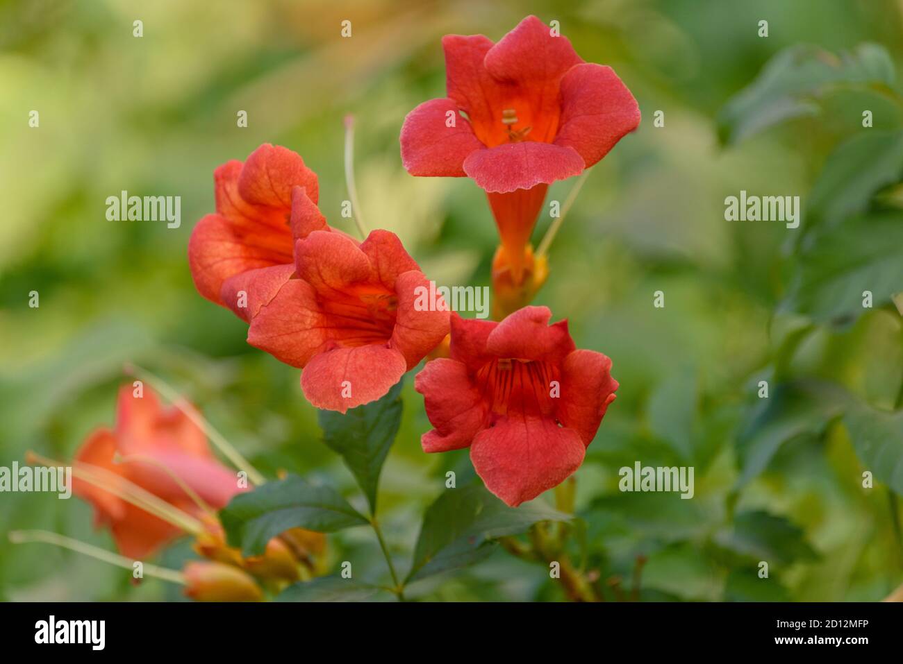 Bellissimi fiori rossi della tromba o tromba superriduttore Campsis radicans. Campsis Flamenco fiori di arancio brillante Foto Stock