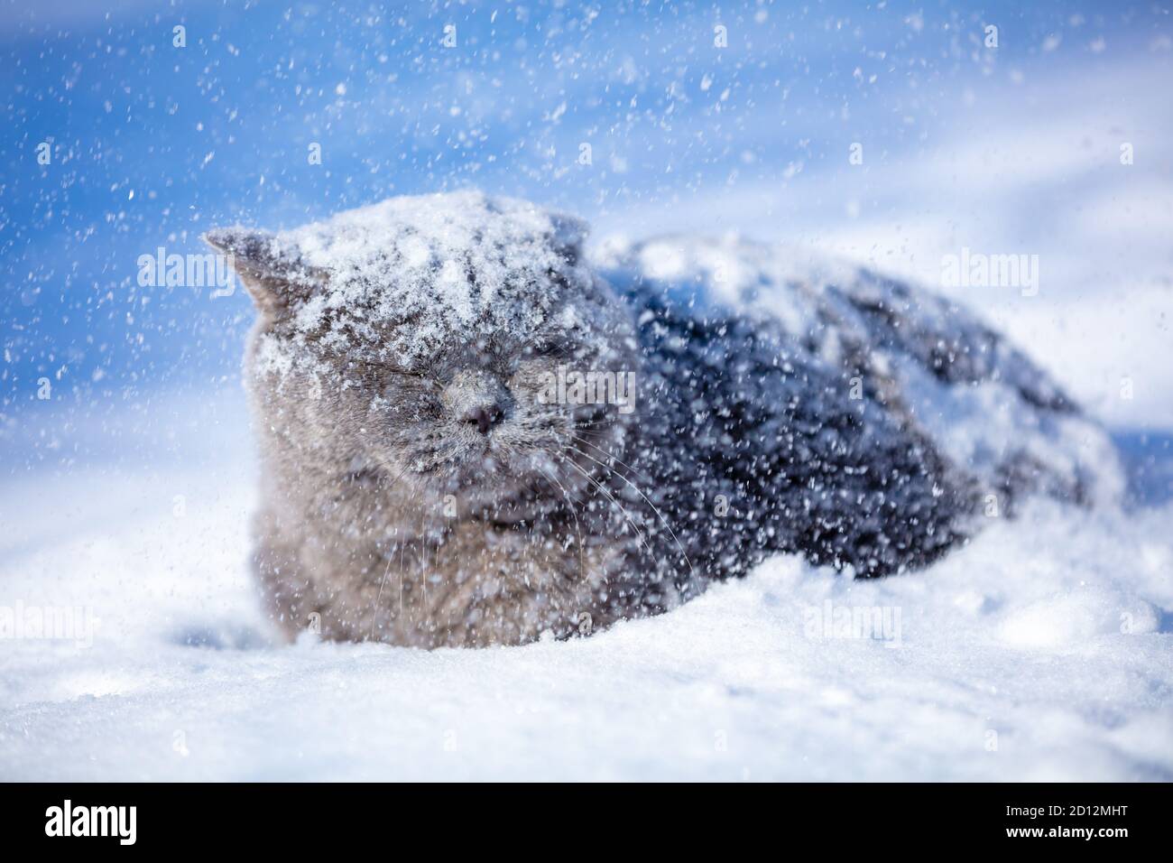 Gatto shorthair britannico blu che giace all'aperto in inverno. Il gatto è sulla neve profonda a Blizzard Foto Stock