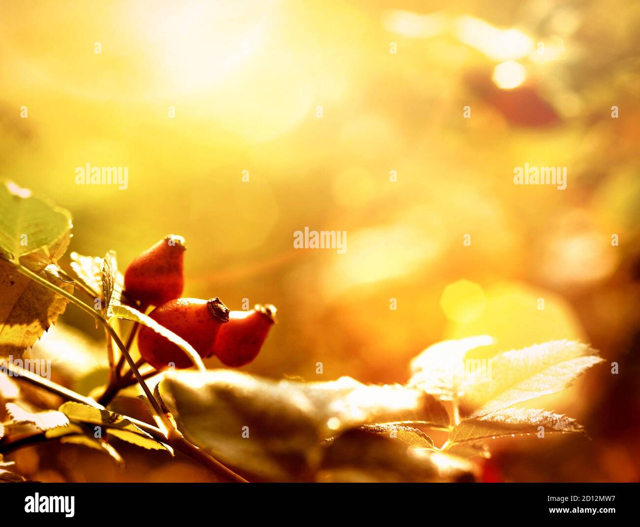 Rosehip al sole d'autunno con spazio per la copia. Foto Stock