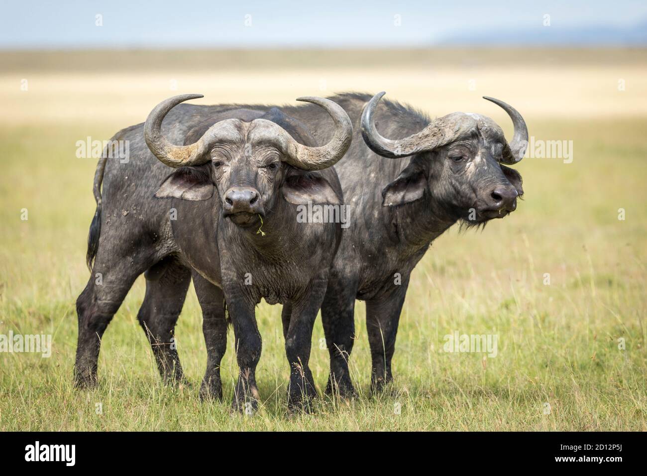 Due tori di bufalo adulti che si eradano l'uno accanto all'altro guardando Allerta nelle pianure di erba di Masai Mara in Kenya Foto Stock