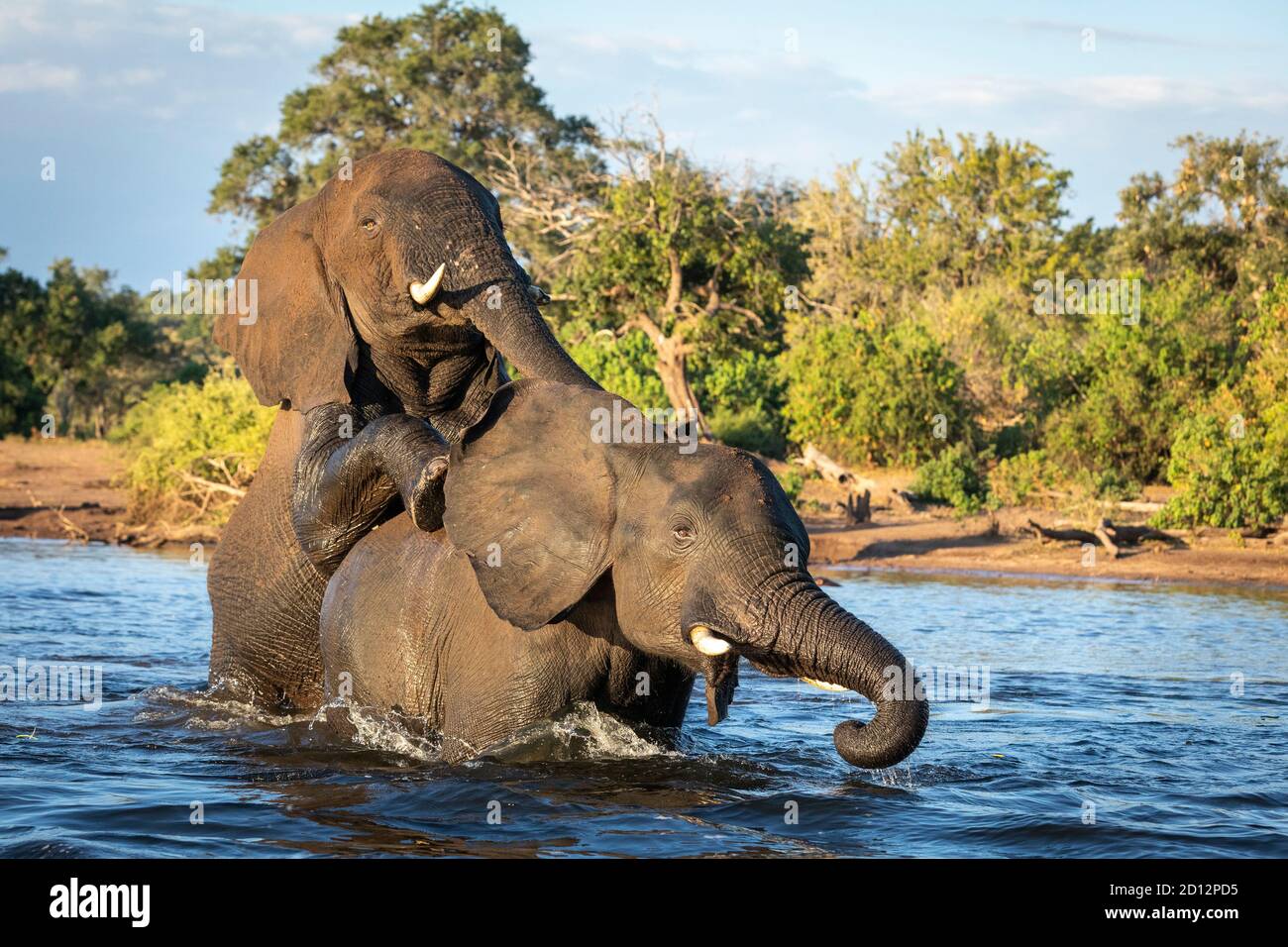 Due elefanti in piedi in acqua che giocano nel fiume Chobe in Botswana Foto Stock