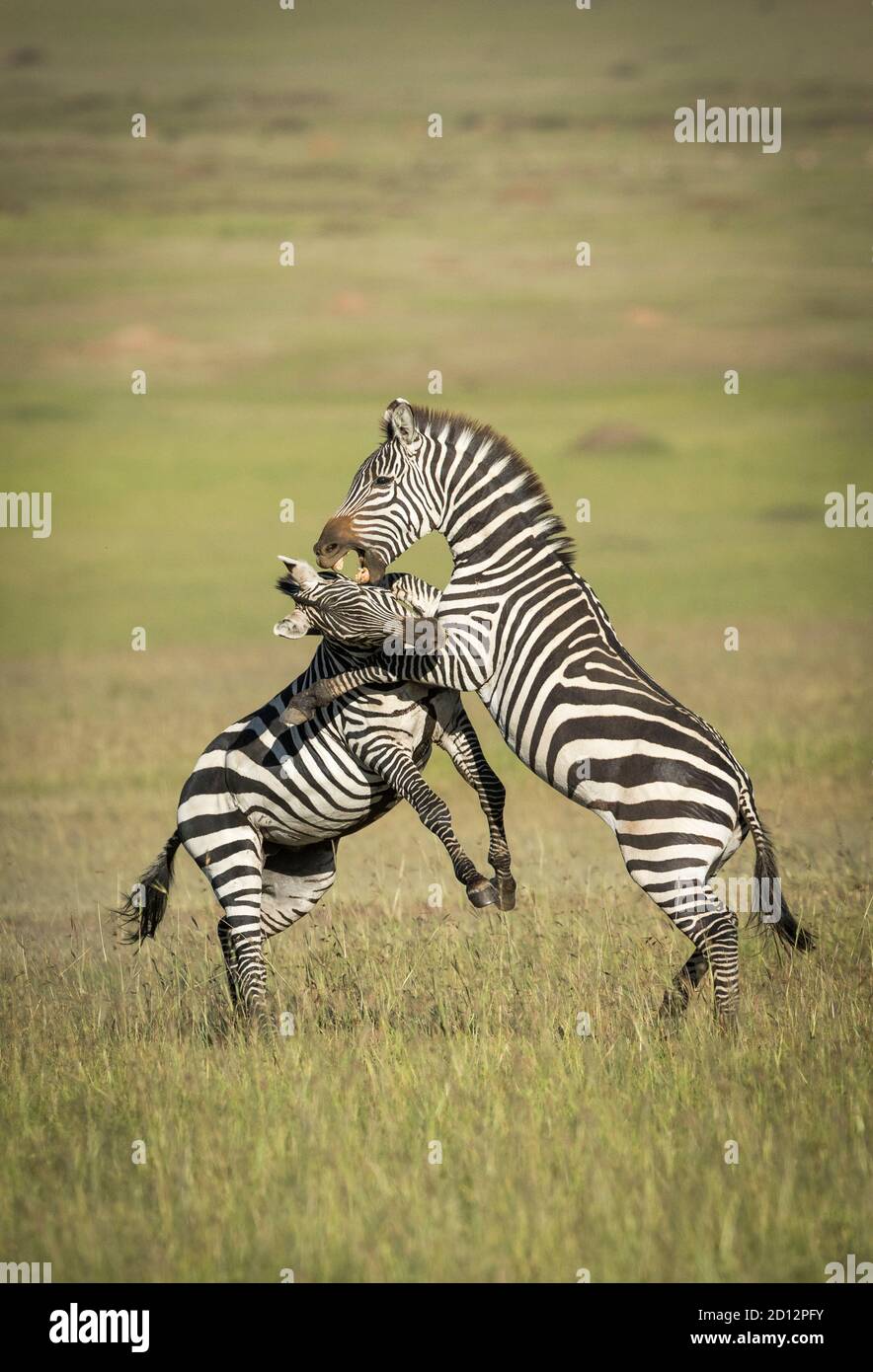 Ritratto verticale di due zebre che lottano e si mordono l'un l'altro A Masai Mara in Kenya Foto Stock