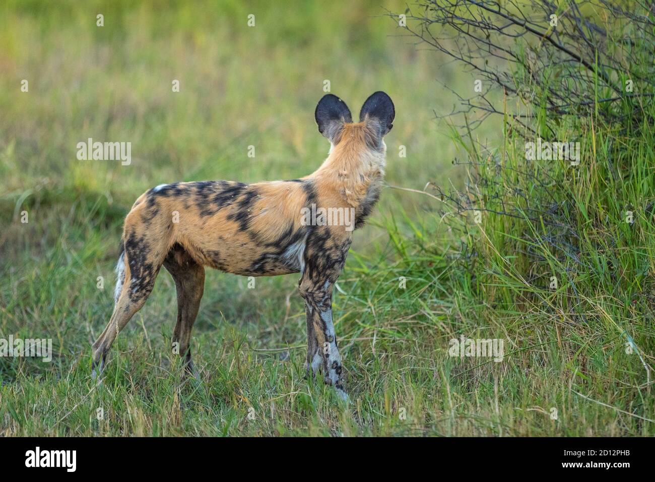 Cane selvaggio in piedi in verde cespuglio guardando indietro in Khwai Nel Delta di Okavango in Botswana Foto Stock