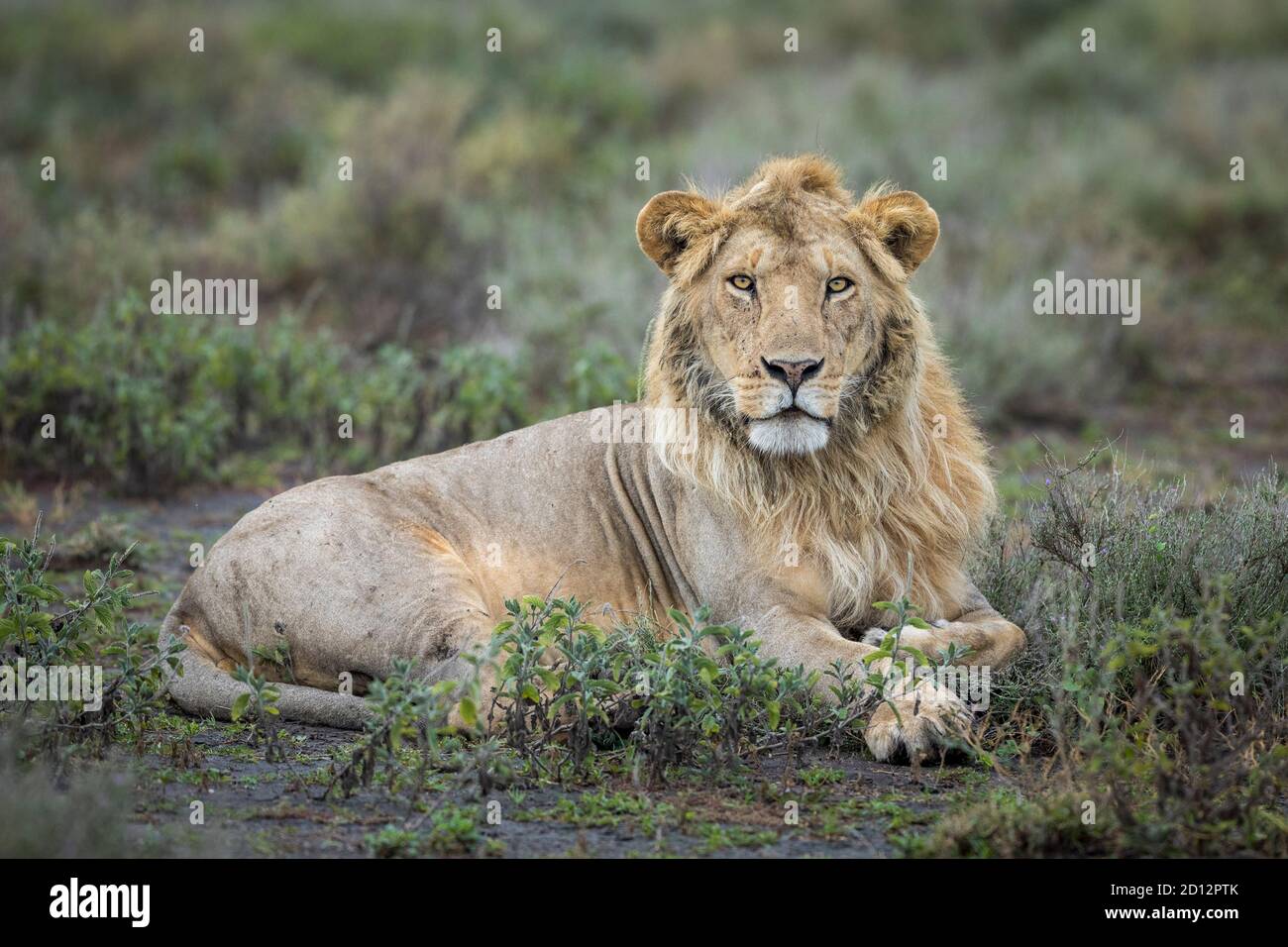 Ritratto orizzontale di un giovane leone maschio sdraiato in un Bush a Ndutu Tanzania Foto Stock