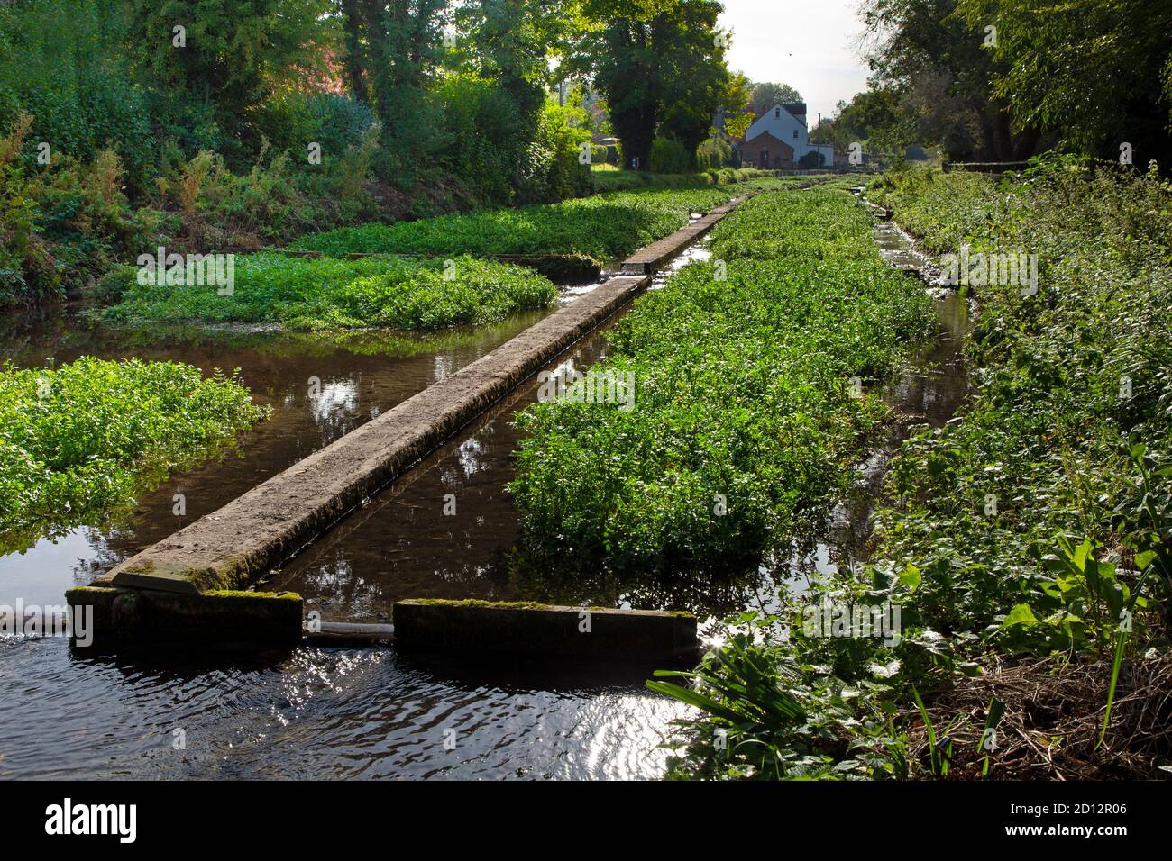 Letti storici di Watercress a Ewelme, Oxforshire Foto Stock