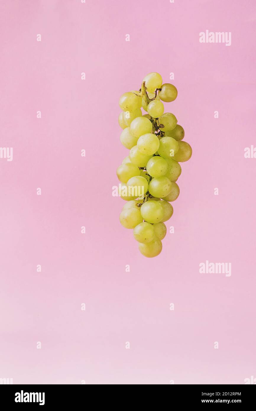 Grappolo maturo di uva verde su rosa pastello pin-up dello sfondo. Copia dello spazio. Foto Stock