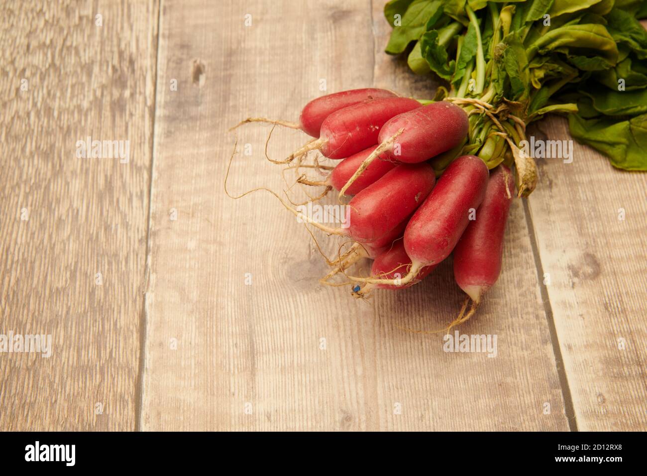 Ravanelli (Raphanus sativus) in un mazzo fresco dal giardino. Su un piano di lavoro di cucina di legno, spazio copia Inghilterra, UK, GB, Foto Stock