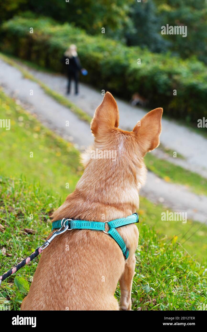 Piccolo cane con orecchie appuntite seduto e osservando un camminatore di cane e il suo cane da posizione elevata. Cani, animali domestici e concetti di addestramento di obbedienza Foto Stock
