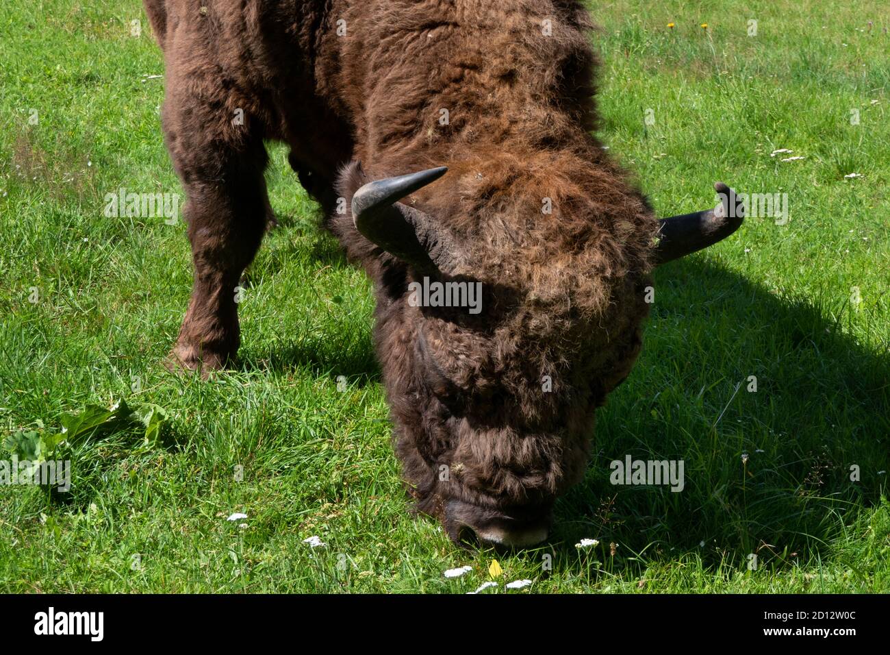 Bisonte europeo (Bison bonasus) pascolo nella foresta di Bialowieza in Polonia, Europa. Animali mangiare erba nel parco nazionale polacco, patrimonio dell'umanità dell'UNESCO Foto Stock