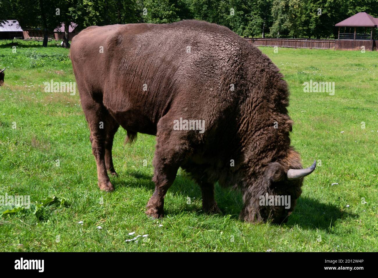 Bisonte europeo (Bison bonasus) pascolo nella foresta di Bialowieza in Polonia, Europa. Animali mangiare erba nel parco nazionale polacco, patrimonio dell'umanità dell'UNESCO Foto Stock