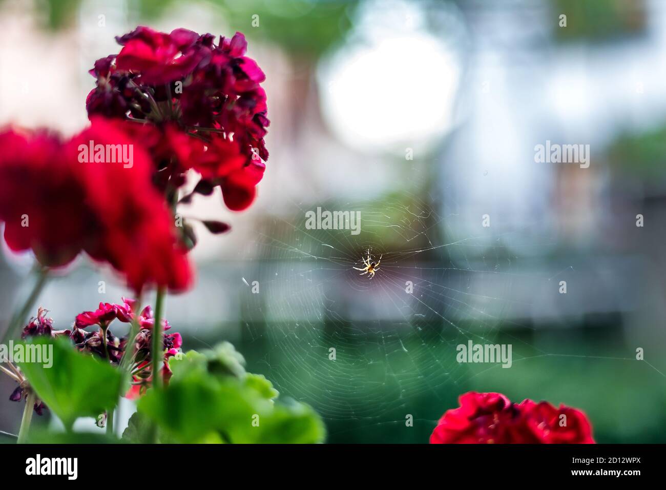 Ragno lynx a righe sul web. Oxyopes salticus nel giardino dei fiori. Foto Stock
