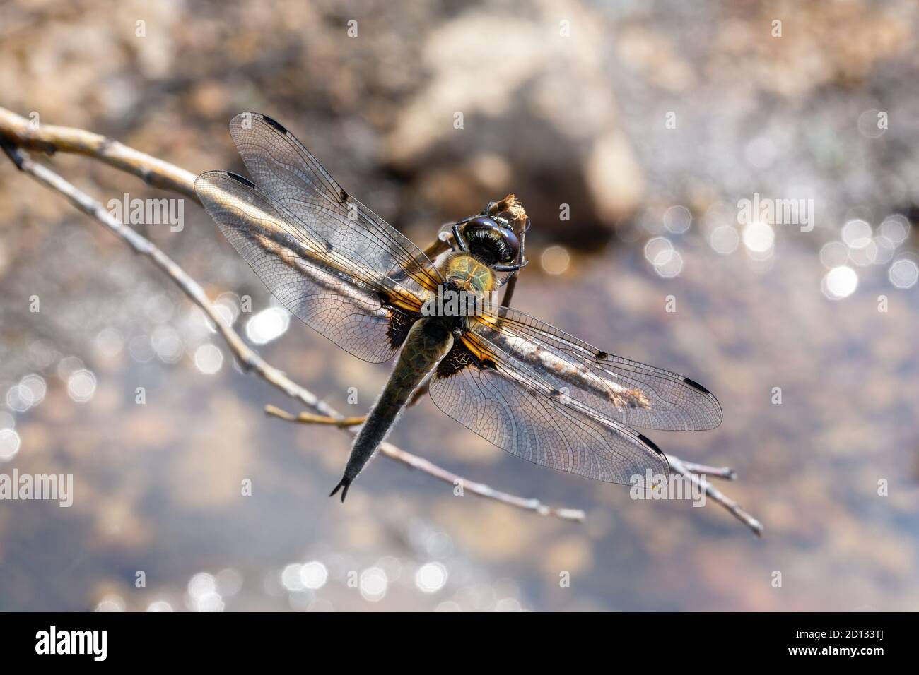 Dragonfly zenzero seduto su un ramo ali sparse sul riflesso sfondo Foto Stock