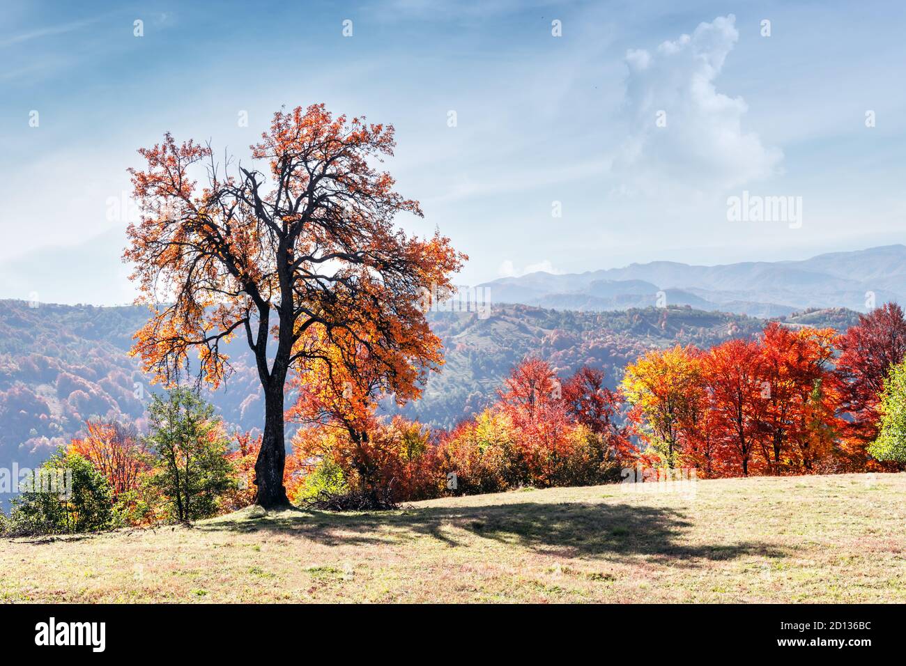 Maestoso albero con foglie d'arancio nella valle di montagna d'autunno. Scenografia colorata e suggestiva. Carpazi, Ucraina. Fotografia di paesaggio Foto Stock