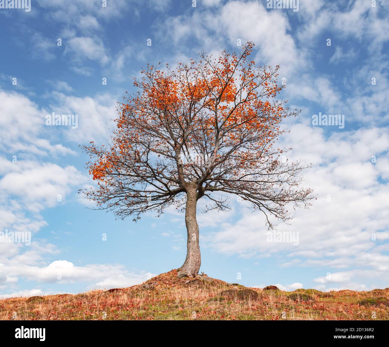 Albero maestoso con orange raggi di sole in autunno mountain valley. Drammatica serata colorata scena. Carpazi, Ucraina. Fotografia di paesaggi Foto Stock