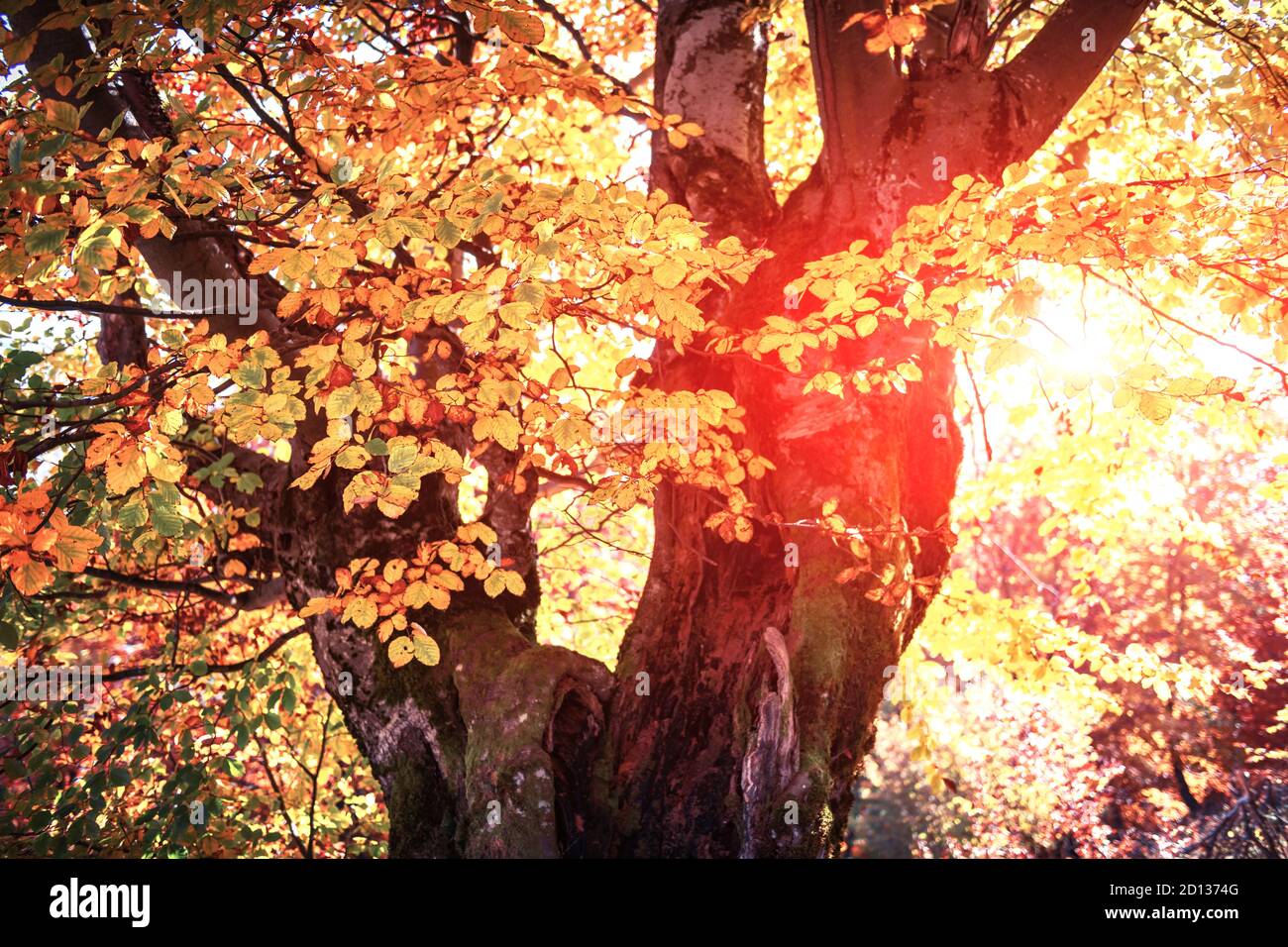 Maestoso vecchio albero di faggio con folliage giallo e arancio nella foresta d'autunno. Pittoresca scena autunnale in Carpazi, Ucraina. Fotografia di paesaggio Foto Stock
