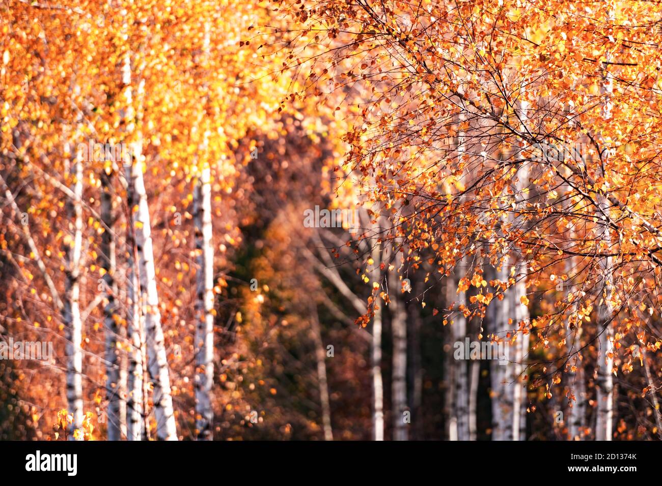 Maestosa foresta di betulla con folliage giallo e arancio in autunno. Pittoresca scena autunnale in Carpazi, Ucraina. Fotografia di paesaggio Foto Stock