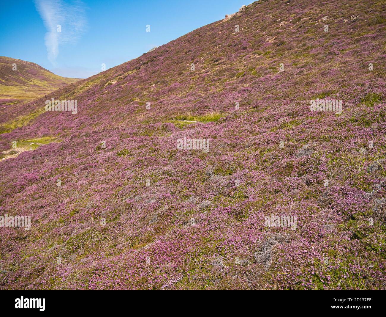 Erica viola sulle colline di Muckle Roe a Shetland ON Una giornata di sole in agosto Foto Stock