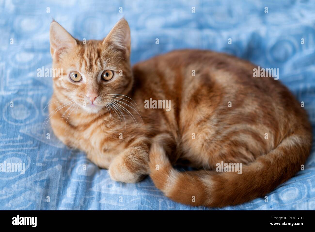 Un giovane gatto tabby zenzero femminile con gli occhi arancioni che guardano alla macchina fotografica, girato dall'alto, piumino blu Foto Stock