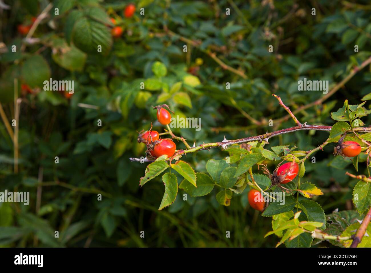 Frutta di rosa maturo su un Bush nel giardino. Bacche di roseanca Foto Stock
