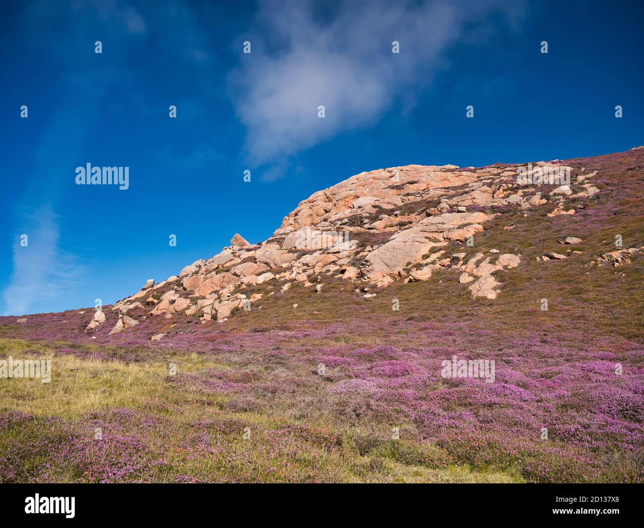 Affioramento di granito rosso su Muckle Roe, Shetland, UK - queste rocce sono della Muckle Roe Intrusion - granito, granofirico - bedrock igneo formato 359 a 3 Foto Stock