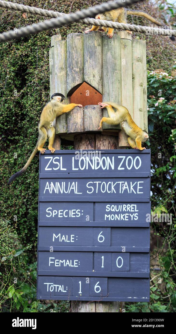 Due scoiattoli sfrontati durante lo ZSL London Zoo annuale Stocktake, Londra, Regno Unito Foto Stock