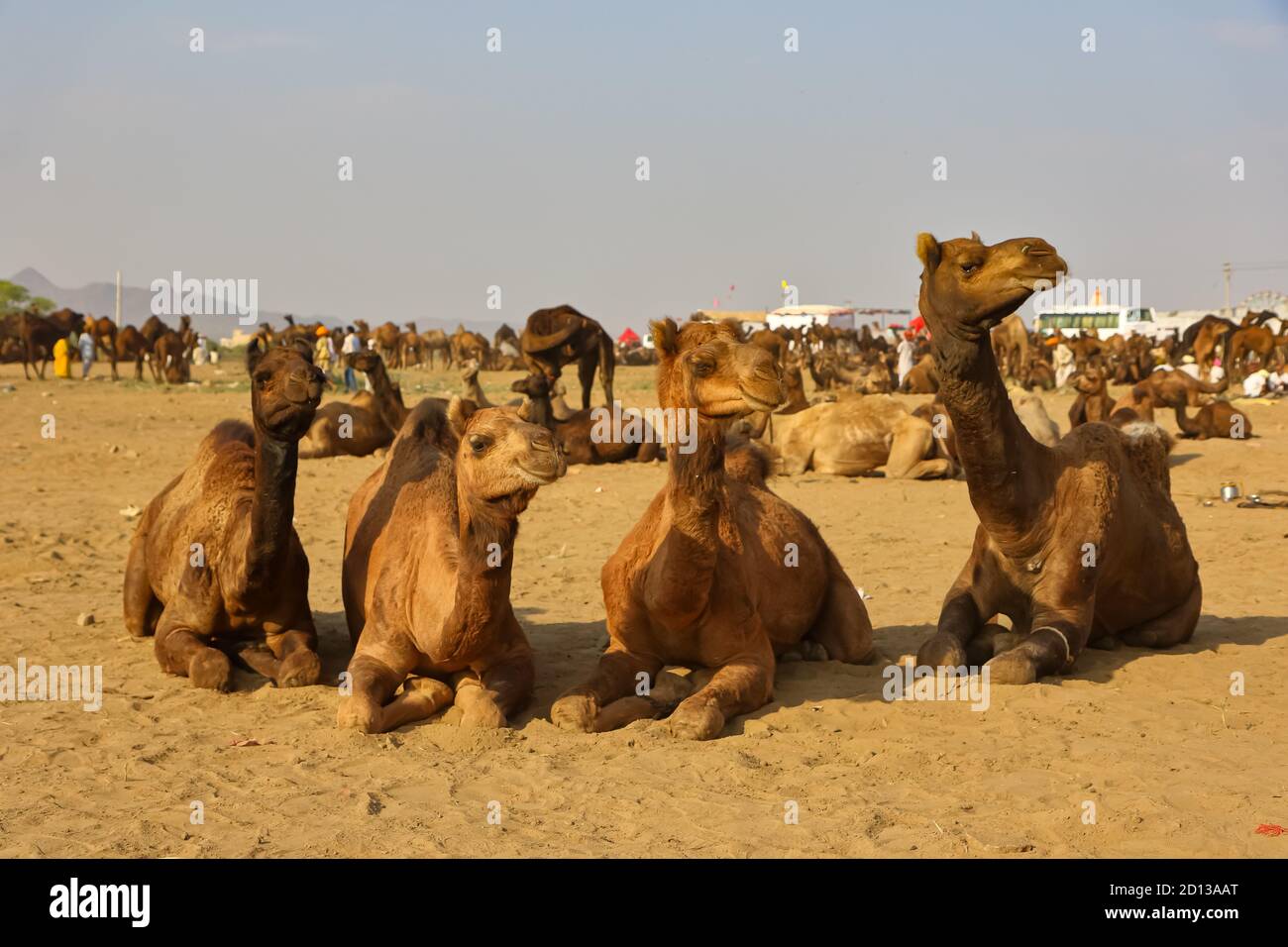 Un'immagine fuoco selettiva dei cammelli domestici che si siedono sul terreno alla tariffa di pushkar per il commercio in Pushkar, India di Rajasthan il 29 ottobre 2017 Foto Stock