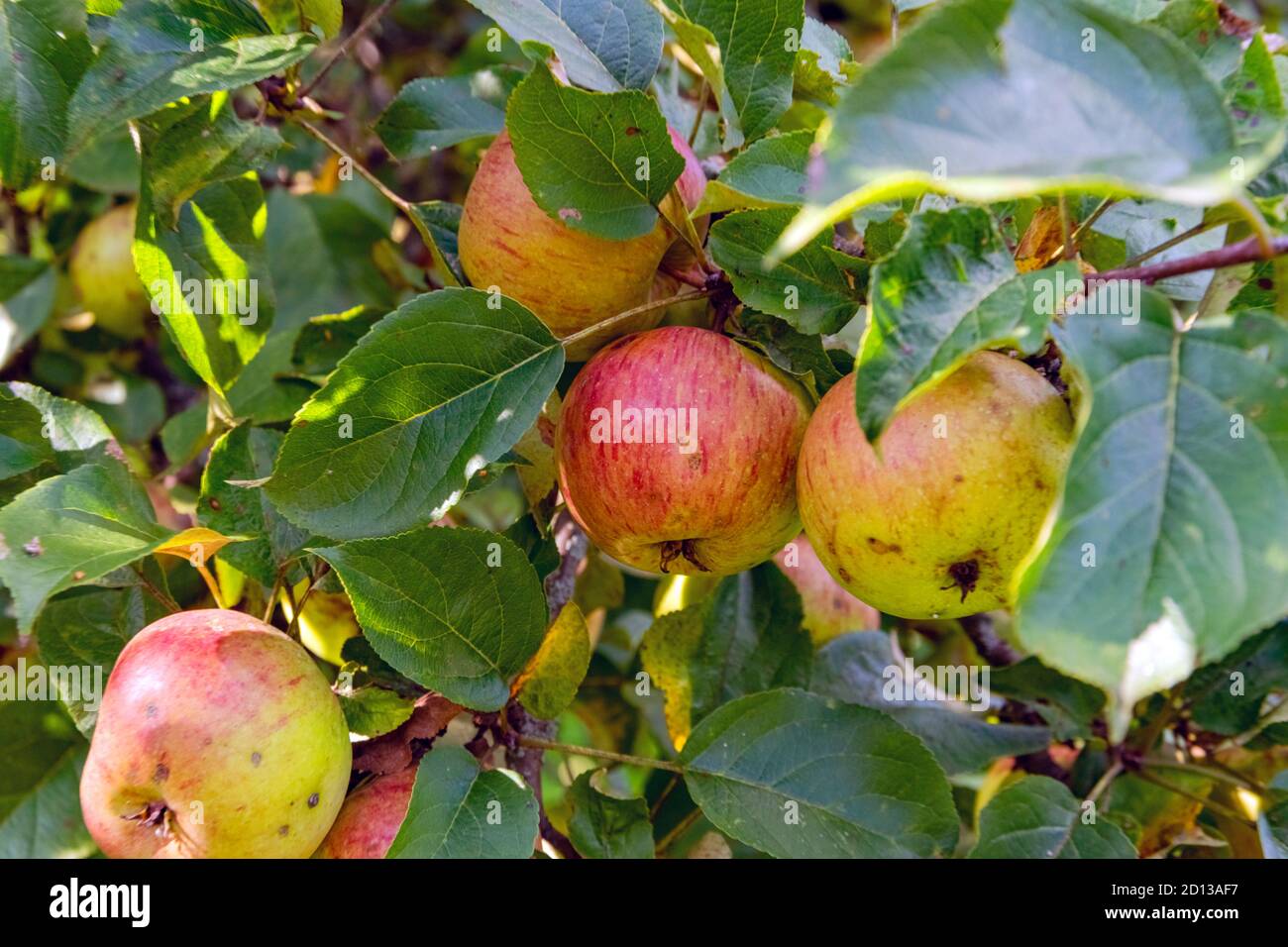Sano e pieno di vitamine coltivato mele sull'albero a autunno. Foto Stock